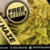 Arizona Cannabis Seed Store located in the heart of Tempe, AZ 85282, sourcing genetics worldwide for over 30 years.