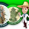Arizona Cannabis Seed Store located in the heart of Tempe, AZ 85282, sourcing genetics worldwide for over 30 years.