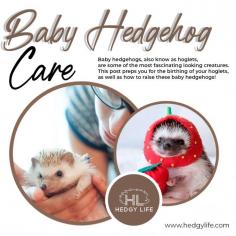 You may need to roll up your sleeves and care for a newborn baby hedgehog for a variety of reasons. Perhaps your female hedgehog unexpectedly gave birth to a kid, and you're now trying to find out what to do. The most typical cause of this is when new owners buy a pregnant pet hedgehog that they were unaware of in the first place. Another common reason for needing to hand raise newborn hedgehogs is if the mother rejects them for whatever reason. If you do not intervene in this scenario, the infants will most likely die. Get more insights on how to baby hedgehog care with Hedgy Life! For more info visit here: https://www.hedgylife.com/hedgehog-breeding/baby-hedgehogs/