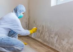 We have been doing it for a long time, so we know the ins and outs of the process well. As professionals, we have the proper equipment and the eye for discovering every bit of hidden mold in your home. Moreover, we restrain future mold growth by dehumidifying moisture-rich surfaces. Learn more about our mold remediation Baltimore Maryland solutions by giving us a call. 
