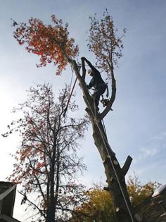 Our tree removal process is easy and straightforward. As soon as you reach out, we’ll examine the condition of your tree and the site to determine how we’ll deal with it. Our qualified tree removal Wichita technicians will cut the tree in several sections and eliminate the threat. 
 If you have large trees, we’ll utilize specialized equipment such as cranes, trucks, and wood chippers to eliminate the chance of property damage during tree removal. We will take the necessary precautions to access hard-to-reach areas and remove your trees safely. Call us today 
