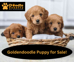 Adopt A Mini Goldendoodle Puppy Today


We responsibly breed super-cute petite mini goldendoodle puppies for families. Our pups are famous for their lovable, loyal nature and curly coat that are great for people with allergies. Send us an email at angie@doodlecountryminis.com for more details.