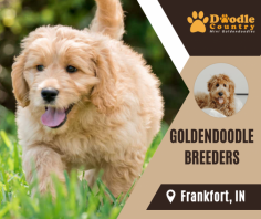 Buy Best Goldendoodle Breeders

We think that the mini golden doodle breed makes for an excellent family dog and gives you the personality that works great in a family setting and the size that works in your daily life. Send us an email at angie@doodlecountryminis.com for more details.