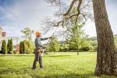 The shape, strength and longevity of your trees depend on your consistent care and maintenance. A healthy tree increases the aesthetic benefits of your home among other benefits. To enhance the health of your tree it’s essential to ensure trimming is done correctly. Unfortunately, many homeowners view trimming as a tedious exercise, leaving their trees unkempt and in bad health. Our tree trimmers Medford Oregon are here to ease your tree trimming concerns.  We do it all for more information visit our website today 
