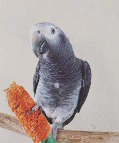 Parrots can be fun and cute to watch. They are clever, can master tricks, and can provide company to some individuals. Parrots also require a lot of social action and consideration. If you don't have a lot of spare time and you buy parrots online in USA, they may not be the right choice for you.
