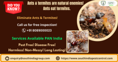 Termites are a danger. It is important that you get rid of them from your home as fast as possible. You will find a number of termite control companies in that SIPC is one of the companies for the best termite control in Chennai that offer helpful solutions for termite problems. So, contact us at 8089000023 and take our best solutions.
Visit: https://www.southindiapestcontrol.com/termite-control-chennai/