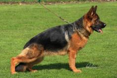 We are german shepherd breeders in new jersey provides german shepherd dogs and puppies for sale.