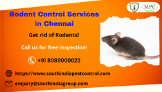 SIPC specializes in rodent control in Chennai. We provide rodent control services for residential and retail property owners, along with answers to stop future issues. call SIPC and get rid of rodent problems with our services. we have more experience in rodent control. So, don't wait. 
Call now us at  8089000023.
Visit: https://www.southindiapestcontrol.com/rodent-control-chennai/