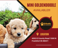 Family Raised Mini Goldendoodles for Sale

Our mini goldendoodles are family-raised puppies. They are friendly companions that get along very well with children and other family pets and are a lot of fun to have around! Send us an email at angie@doodlecountryminis.com for more details.
