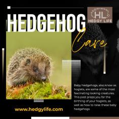 If you are unaware of the hedgehog care and maintenance of HedgyLife, I am here to make you aware of it. This is one of the best organizations which offers the best hedgehog care and maintenance services. Hurry! Do not miss this lucrative opportunity, if you are really worried about this.
For more info visit here: https://www.hedgylife.com/hedgehog-maintenance/daily-hedgehog-care/