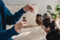 Clarify any misconceptions about using CBD oil for dogs here in our detailed guide. Learn about dosage, benefits, side effects and more.