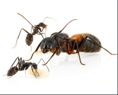 Les fourmis en élevage domestiques se démocratisent. Pour rendre votre élevage plus facile, L’Insecterie se porte garant de la qualité de son élevage de fourmis. 
https://linsecterie.com/collections/acheter-votre-colonie-de-fourmis
