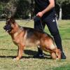 We are german shepherd breeders in new jersey provides german shepherd dogs and puppies for sale.