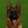 We are german shepherd breeders in new jersey provides german shepherd dogs and puppies for sale.