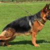 We are german shepherd breeders in new jersey provides german shepherd dogs and puppies for sale.