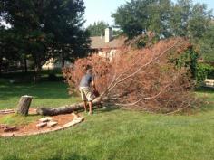 Many homeowners own a stump grinding machine or know how to use it, and that’s where we come in. Our team uses a high-quality stump grinder that removes stumps in a few hours. Stumps can dull the appearance of your landscape. Let us assist you to make your home attractive again. We’re a reputable tree and stump removal service with over 10 years of experience in the Wichita area. For more information visit our website today 