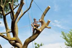 At Crater Lake Tree Services, our tree removal process is easy and straightforward. As soon as you reach out, we’ll examine the condition of your tree and the site to determine how we’ll deal with it. Our qualified tree removal Medford technicians will cut the tree in several sections and eliminate the threat. Sick or dead trees risk falling and injuring occupants inside your property. Even if no family member is hurt, a falling tree can cause wanton destruction to your property. For instance, a huge tree can destroy the roof of your house or a car parked outside