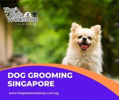 Dog owners in Singapore can take comfort knowing that their precious pets are receiving the best possible care at The Pets Workshop Singapore. Dog Grooming Singapore services from the pets workshop offer a wide variety of services for our furry friends, from basic baths and trims to more specialized processes such as microchipping and tooth scaling. With its state-of-the-art equipment and Dog spa singapore, pets workshop assures each client a stress-free experience with happy dogs running around afterwards!