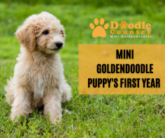 Preparing Home For Your New Puppy

As soon as you bring your new puppy home, the house breaking and teaching simple commands can begin. Also this is a good time to look into puppy classes that can help you with training and socializing your new puppy. Send us an email at angie@doodlecountryminis.com for more details.

