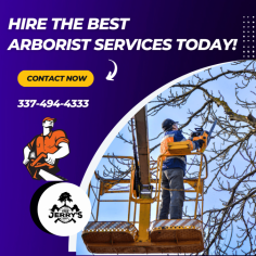 Find the Best Tree Service Professional in Lake Charles

Are you looking for an arborist service? Jerry's Tree Service offer a wide variety of services to help you care for your trees. Our professionals are always careful to protect nature in your yard. You won't have to worry about them ruining anything. We will take care of what needs to be done and leave the rest alone. Contact us today!
