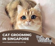 Proper Cat grooming Singapore is an important part of cat ownership that should not be neglected. Brushing your cat’s fur regularly will help to keep it free from dirt and matted areas, as well as distributing natural oils to give your cat a beautiful and glossy coat. Additionally, cats should have their claws trimmed regularly too! To ensure your cat feels relaxed during the grooming session, choose a time when they are most at ease and allow them to explore their surroundings first before starting the grooming process. Treats can also be given throughout the session to create a positive association with grooming. When all else fails, you may also want to consider hiring a professional groomer for cats who don’t like being groomed. With these tips in mind, you can work towards making the cat grooming Singapore experience a positive one for both you and your feline friend!

His comment is here : https://www.thepetsworkshop.com.sg/
