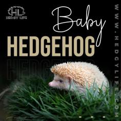 A hedgehog is a small, spiky animal that curls up into a ball when it feels threatened. In the wild, the adults hunt for minute insects and grubs in leaf litter, and the young, like other mammals, are fed milk during the first few weeks of life. Hedgehogs as early as a day or so old can be raised by hand, but temperature, hygiene, and nutrition must be closely monitored. Know more about baby hedgehog care at Hedgy Life! For more info visit here: https://www.hedgylife.com/hedgehog-breeding/baby-hedgehogs/