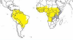 Yellow fever describes the symptoms people get when they are affected by the Yellow Fever i.e their eyes become yellow (jaundiced) and they develop a high fever. The disease is caused by a virus which is transmitted to people after they are bitten by an infected mosquito. 

See more: https://www.privatemedical.clinic/yellowfever-vaccination-clinic