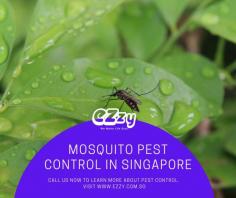 Mosquito pest control Singapore is extremely important for homeowners, as these pesky pests can carry dangerous diseases and create an unpleasant environment in and around your home. Mosquitoes are notoriously difficult to get rid of on your own without the necessary tools and training, which is why it's important to hire a specialized pest control company in Singapore to give you the most effective service. Ezzy, pest control Singapore company has experienced professionals with years of experience that use the latest products and technology to eliminate mosquitoes from your property in an efficient, cost-effective manner. They also have experience dealing with difficult mosquito infestations, so you can trust that their services will keep your family safe from any potential danger or discomfort caused by these kinds of pests.

Click this site: https://www.ezzy.com.sg