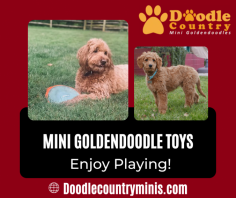 Best Goldendoodle Toys Your Puppies 

If you are heading outside for a game of fetch or playing games indoors, we hope you enjoy spending time with your furry doodle child. Our team wants to ensure your mini goldendoodle is happy with plenty of exercise and playtime. Send us an email at angie@doodlecountryminis.com for more details.
