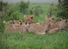 Prepare for a thrilling safari through Kenya's wildlife. A wide range of services are available from us, including full-day, half-day, and half-day safaris. Our cars come equipped with everything you require for a safe and comfortable journey. One of the leading safari tour operators in Kenya was founded in 2010, and its name is Augustine Tours. We offer wildlife safaris and excursions to some of the most beautiful places in Africa. 