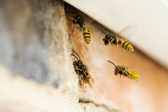 Do you need assistance getting rid of all the bugs in your home Tri State Termite Pest Control offers pest control services that are safe, effective, and ecologically responsible Contact us right away to learn more.For more detailed information about Spider Control Mississippi visit here https://www.tristatetermite.com/pest-control/