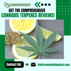 Find the Effective Cannabis Terpenes Reviews!

If you're looking for a source of accurate cannabis terpenes reviews, Cannabinthusiast provides dedicated to serving the science behind these terpenes and breaking it all down for us in clear, easy language which makes for enjoyable reading and learning. Get in touch with us!
