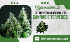 Get Helpful Cannabis Terpenes Reviews!

Within the scope of this cannabis terpenes review, we provide the general background history of cannabis discovery and the importance of the terpenes. The results of this study will be helpful in the next evaluation of these compounds in a mixture with cannabinoids and their importance in medical treatment. Get in touch with us!
