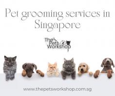 Numerous pet owners in Singapore can find pet grooming services that meet their unique needs. These pet grooming services Singapore range from more specialized ones like ear cleaning, dental work, and fur clipping to more general ones like bathing, nail trimming, and brushing. Pet transportation, pet daycare, and even pet photography are extra services that are frequently provided by pet grooming shops. In order to ensure that pets look and feel their best, these pet grooming services Singapore are made to make grooming comfortable and stress-free. Pet owners in Singapore have the option to have their pets groomed in the convenience of their own homes thanks to several pet grooming businesses’ mobile grooming services. Overall, Singapore’s pet grooming services Singapore are a useful and necessary resource for pet owners who want to keep their furry friends healthy and happy.

Click this site: https://www.thepetsworkshop.com.sg/