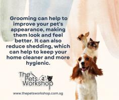 Keeping Your Pet Clean and Healthy Regular pet grooming Singapore can help to keep your pet clean and healthy, lowering the chance of skin infections, fleas, ticks, and other problems that can result from poor hygiene.

Finding Health Problems: During the Pet Grooming Singapore procedure, a skilled groomer can look for any indications of health issues, including as skin ailments, lumps, pimples, or other anomalies. Faster treatment and better results may result from early discovery of certain problems.

Pet Grooming Singapore can help to improve your pet’s appearance, giving them a better appearance and feeling. Additionally, it can lessen shedding, which helps make your house cleaner and more sanitary.

Website : https://www.thepetsworkshop.com.sg/
