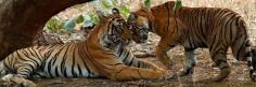 Jaipur Ranthambore Jodhpur 4 nights 5 days tour package- Rajasthan Cab