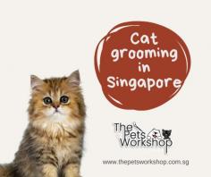 Cats require grooming to keep their coats clean, healthy, and free from matting and tangles. Cat grooming Singapore also helps to remove loose hair and debris, which can prevent hairballs from forming in the cat’s digestive system. In addition to keeping the coat in good condition, grooming also provides an opportunity to check for any signs of health problems, such as lumps, bumps, or skin irritations. Cat grooming Singapore can also help to improve the bond between a cat and its owner, as it can be a calming and relaxing activity for both parties. However, it’s important to note that cats differ in their grooming needs, with long-haired cats requiring more grooming than short-haired cats. It’s also important to use the right grooming tools and techniques to avoid causing discomfort or injury to the cat. Overall, regular Cat grooming Singapore is an important aspect of cat care that can help to maintain the cat’s overall health and well-being.

Click here : https://www.thepetsworkshop.com.sg/