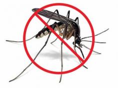 Best Professional Mosquitoes Pest Control Services in Dubai