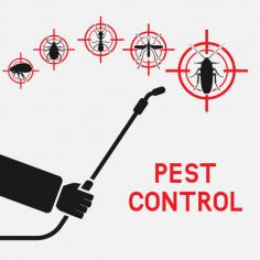Are you looking for pest control in Krugerdorp? Then Eco-Pest Control offer fast, reliable and safe extermination of pests from your home or business. Our experienced team is knowledgeable and highly trained to ensure that you are provided with the best possible services.