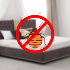 Best & Professional Bed Bug Control Services in Dubai