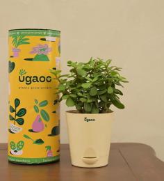 Save Upto 20% OFF on Jade Mini at Pepperfry

Indoor Plants: Buy Jade Mini at upto 20% OFF at Pepperfry.
Checkout all-new collection of indoor plants available online at amazing price.
Order now at https://www.pepperfry.com/product/jade-mini-medium-air-purifier-plants-2023584.html