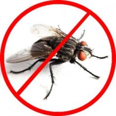 Best & Professional Fly Pest Control Services in Dubai