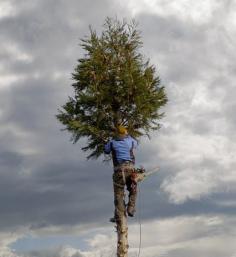 Folsom Tree Care Tree has built our livelihoods on understanding trees. From the simple to the complicated, we've experienced it all and we can help you in all your tree endeavors. No job is too small or too big for our knowledgeable crews!