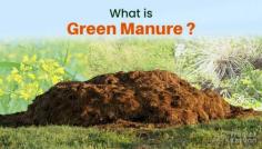Types and Advantages of Green Manure for Farming
Green Manure is being used for sustainable farming and better fertility. It’s a part of our traditional farming because ancient agricultural technique offers numerous benefits for both farmers and the environment. There are different types of green manure and green manure crops benefits given below-
https://tractorkarvan.com/blog/green-manure-crops
