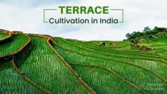 Terrace Cultivation Farming in India
Terrace cultivation in India is cultivating crops on stepped or graded terraces on hilly or sloping terrain. It is an ancient agricultural technique used to farm in sloping areas and minimize soil erosion. Here are the types, benefits, and key points of terrace cultivation:

Types of Terrace Cultivation:

Contour Terracing: This involves creating level terraces along the contour lines of the slope, which helps to prevent water runoff and soil erosion.
Crop Selection: When practicing terrace cultivation, it is important to select crops suitable for the specific conditions of the terraces, including soil type, sunlight exposure, and water availability.

Terrace cultivation is a sustainable farming method that helps optimize land use, prevent soil erosion, and improve agricultural productivity on hilly or sloping terrains.
https://tractorkarvan.com/blog/what-is-terrace-cultivation


