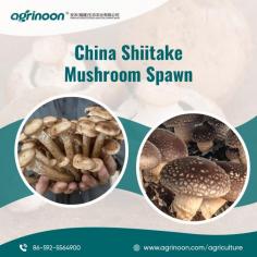 Buy Quality China Shiitake Seeds Online

With Agrinoon and its carefully selected raw materials that are used for growing mushrooms, you can we encourage customers to buy Shiitake Spawns from us which cater to the highest quality. We also offer different growing mediums to the customers for selling products in the local market. Our offerings allow you get the highest quality spawn for better yield and it can be customized according to the requirements. You can take a look at the products we offer for growing mushrooms and the offering of Mushroom Logs For Sale shows the excellence of cultivation.

Know More: https://www.agrinoon.com/agriculture/chinese-shitake-mushroom-logs-1-oyster-mushroom-spawns/


