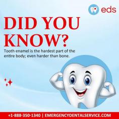 Discover intriguing facts about tooth enamel, the protective outer layer of your teeth, and its importance for dental health. To know more about Tooth enamel or in case of any dental emergency, you can contact us at 1-888-350-1340 as we have dentists available for emergency dental care.