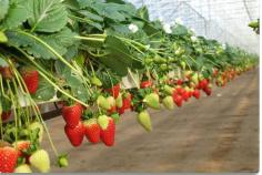 Looking for high-quality strawberry growbags for soilless farming? Look no further than the international coco coir supplier, RIOCOCO. Since the establishment, we have been producing & offering superior quality coco coir substrates for hydroponics greenhouse vegetables such as tomatoes, cucumbers, strawberries, blueberries, watermelons, capsicums, eggplants, etc. More details please visit https://www.riococo.com/hydroponic-greenhouse-vegetables/
