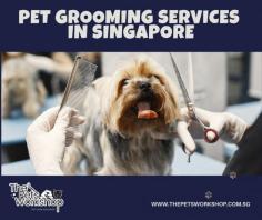 In Singapore, pet grooming service singapore have become increasingly popular as pet owners recognize the importance of maintaining their furry companions’ hygiene and overall well-being. Pet grooming not only keeps pets looking their best but also promotes good health and enhances their comfort. With a range of professional pet grooming services available, Singapore provides a haven for pet owners seeking top-notch care for their beloved pets. Pet grooming services in Singapore offer a comprehensive range of treatments and services tailored to cater to the unique needs of different pets. These services typically include bathing, brushing, nail trimming, ear cleaning, and even specialized treatments like flea and tick control. Experienced groomers in Singapore are well-trained in handling various breeds and temperaments, ensuring a stress-free grooming experience for both pets and their owners. Moreover, pet grooming salons in Singapore go the extra mile to create a welcoming and soothing environment for pets. With carefully designed facilities and equipment, they prioritize the comfort and safety of each furry guest. Additionally, some grooming salons offer value-added services such as aromatherapy treatments, dental care, and even pet massages to further pamper and relax pets. Pet grooming services in Singapore offer a professional and caring approach to keeping your pets clean, healthy, and happy. By entrusting your furry friends to skilled groomers, you can rest assured that they will receive top-quality grooming treatments in a safe and comfortable environment. Whether you have a dog, cat, or other small animals, consider the benefits of pet grooming services in Singapore to provide your pets with the care they deserve.

Website : http://www.thepetsworkshop.com.sg