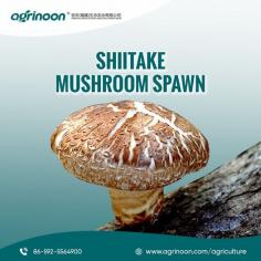 Discover the secret to growing your own delicious Shiitake mushrooms at home! 
Our premium Shiitake Mushroom Spawn guarantees a bountiful harvest. 
Don't miss out on this opportunity! 

Buy now: https://www.agrinoon.com/agriculture/chinese-shitake-mushroom-logs-1-oyster-mushroom-spawns/
